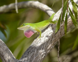 GREEN ANOLE