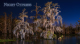 Night Cypress