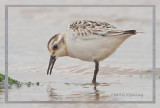 Sanderling- Calidris alba