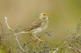 Meadow pipits - Anthus pratensis
