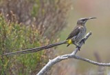 Cape Sugarbird (Promerops cafer)