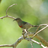 Lesser Double-collared Sunbird, Cinnyris chalybeus