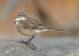 Cape Wagtail (Motacilla capensis) 