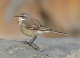 Cape Wagtail (Motacilla capensis) 