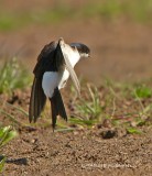 House Martin