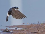 House Martin