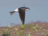 House Martin