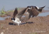 House Martin