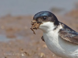 House Martin