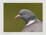 Wood pigeon -Columba palumbus