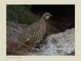 Red-legged Partridge (Alectoris rufa) 