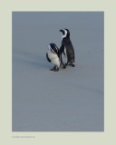 African Penguin (Spheniscus demersus)