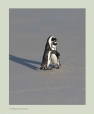 African Penguin (Spheniscus demersus)