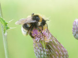 Bombus bohemicus, also known as the gypsys cuckoo bumblebee, is a species of socially parasitic cuckoo bumblebee found in most 