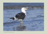 Lesser Black-backed Gull - Larus fuscus intermedius