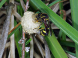 Heath Potter wasp - Eumenes coarctatus