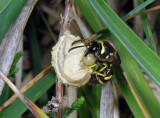 Heath Potter Wasp