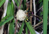 Heath Potter Wasp