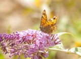 Wall Brown