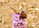 Painted Lady with a Red Admiral