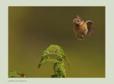 Stonechat