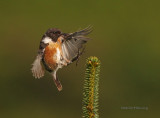 Stonechat