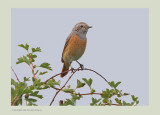 Redstart