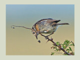 Stonechat