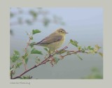 Willow Warbler