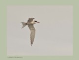 Common Tern  (Sterna hirundo) 