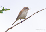 Red backed Shrike - Lanius collurio