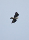 Bonelli's Eagle - Aquila fasciata 