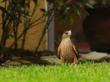 Cooper's Hawk (Accipiter cooperii) 
