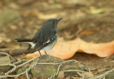 Oriental Magpie-Robin (Copsychus saularis) 