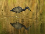 Little Blue Heron - Egretta cearulia