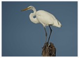 Great White Egret