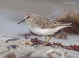 Least Sandpiper (Calidris minutilla) 