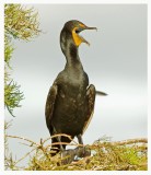 Double crested Cormorant