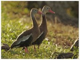 Black Bellied Whistling Duck - Dendrocygna autumnalis