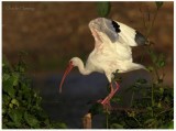 White Ibis