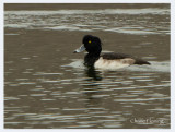 Tufted Duck -  Aythya fuligula