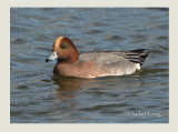 Wigeon - Anas penelope