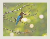  White-throated Kingfisher - Halcyon smyrnensis