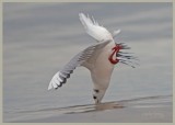 Black headed Gull