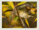 Goldcrest