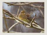 Cirl Bunting