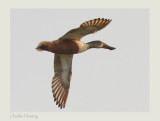 Northern Shoveler