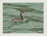 Red-necked Grebe Podiceps grisegena