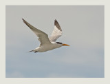 Lesser-crested Tern