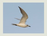 Gull-billed Tern (Gelochelidon nilotica) 